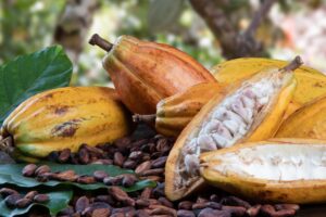 Guía completa para importar cacao a España